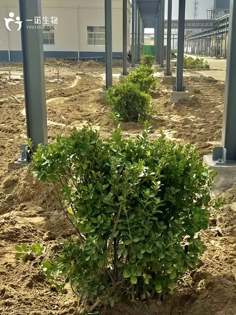 綠色工廠實踐,綠色工廠建設(shè),生物基材料廠家,生產(chǎn)廠家